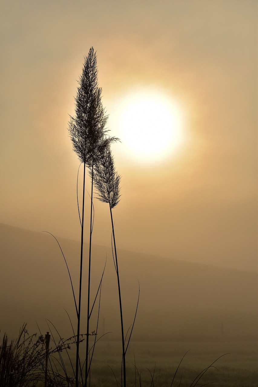 grass, silhouette, sun-1694293.jpg
